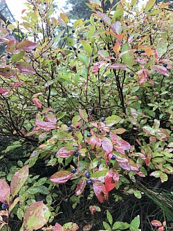 Picking huckleberry’s